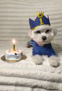 В'язка мальтезе