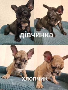 Чудові малята породи Французькі Бульдоги