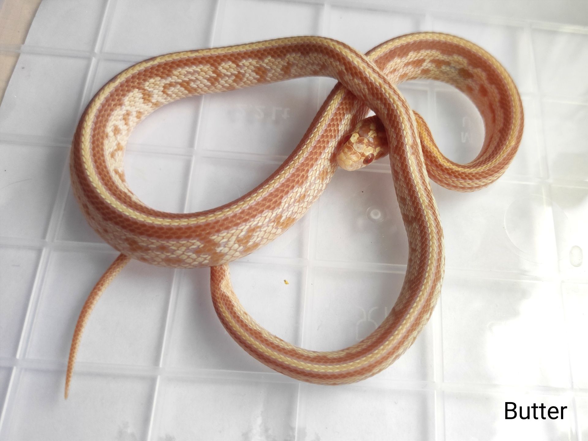 Маїсовий полоз/ маисовый полоз