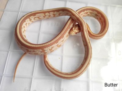 Маїсовий полоз/ маисовый полоз