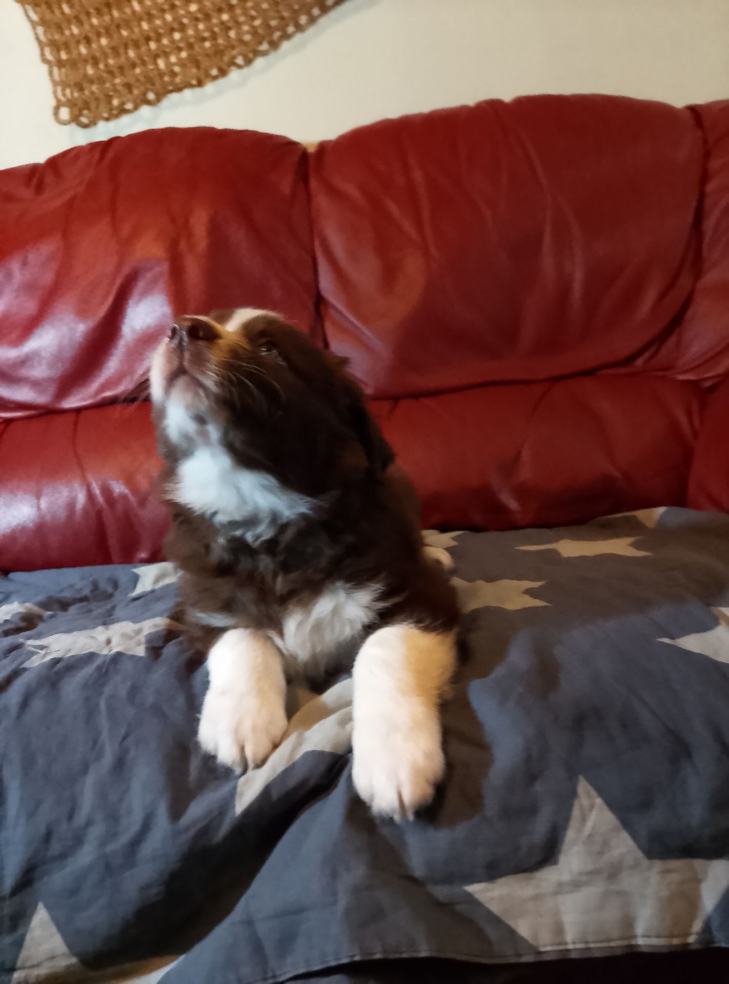 Щенки Бордер Коли