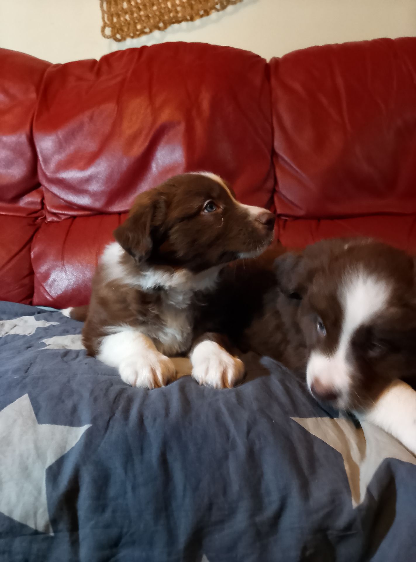 Щенки Бордер Коли