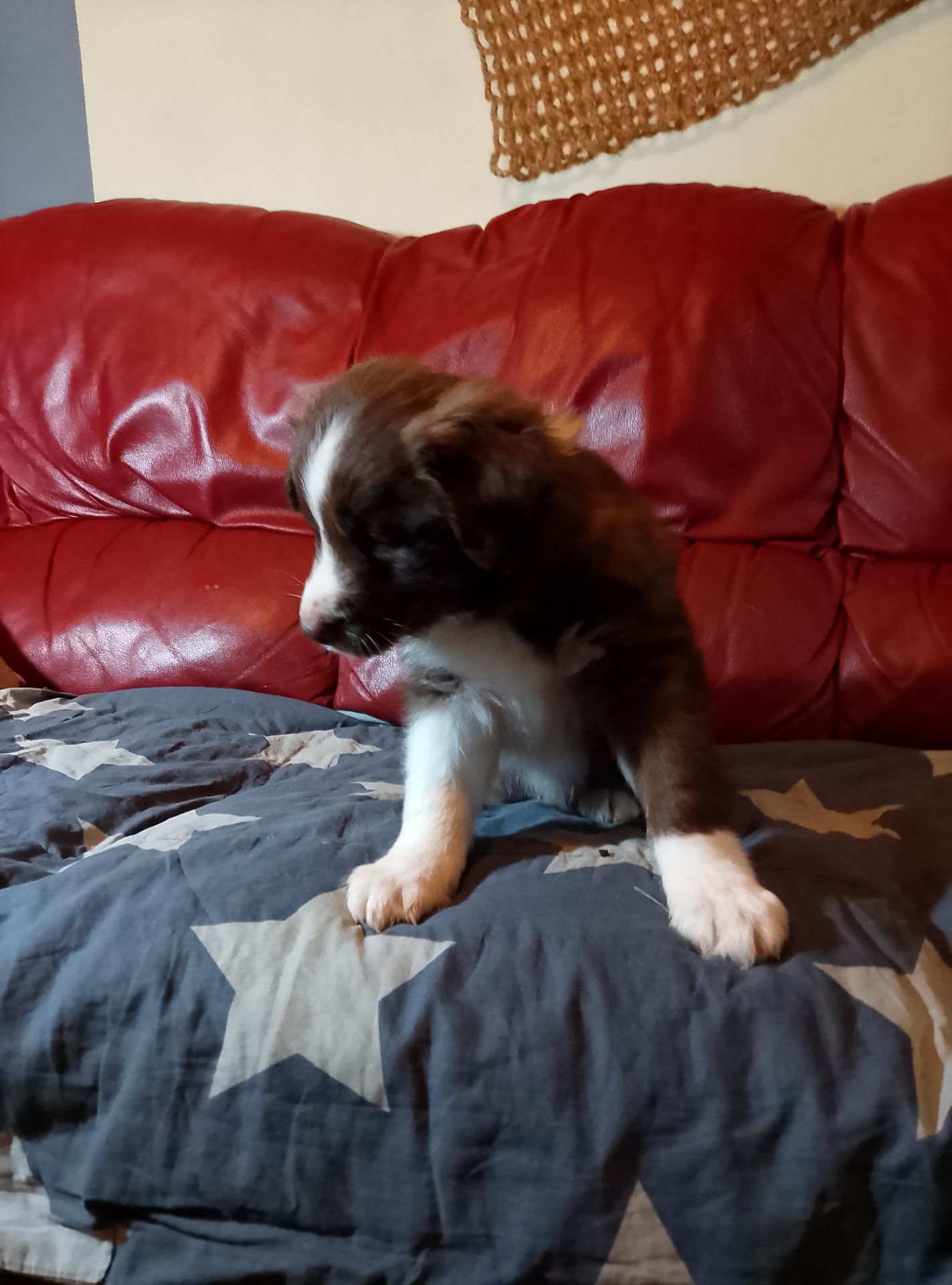 Щенки Бордер Коли