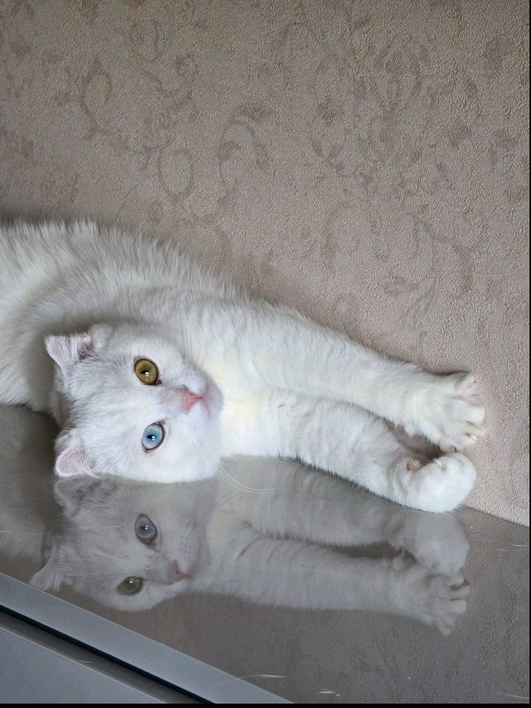 Знижка, до кінця тижня.Шотландський висловухий, прямовухий