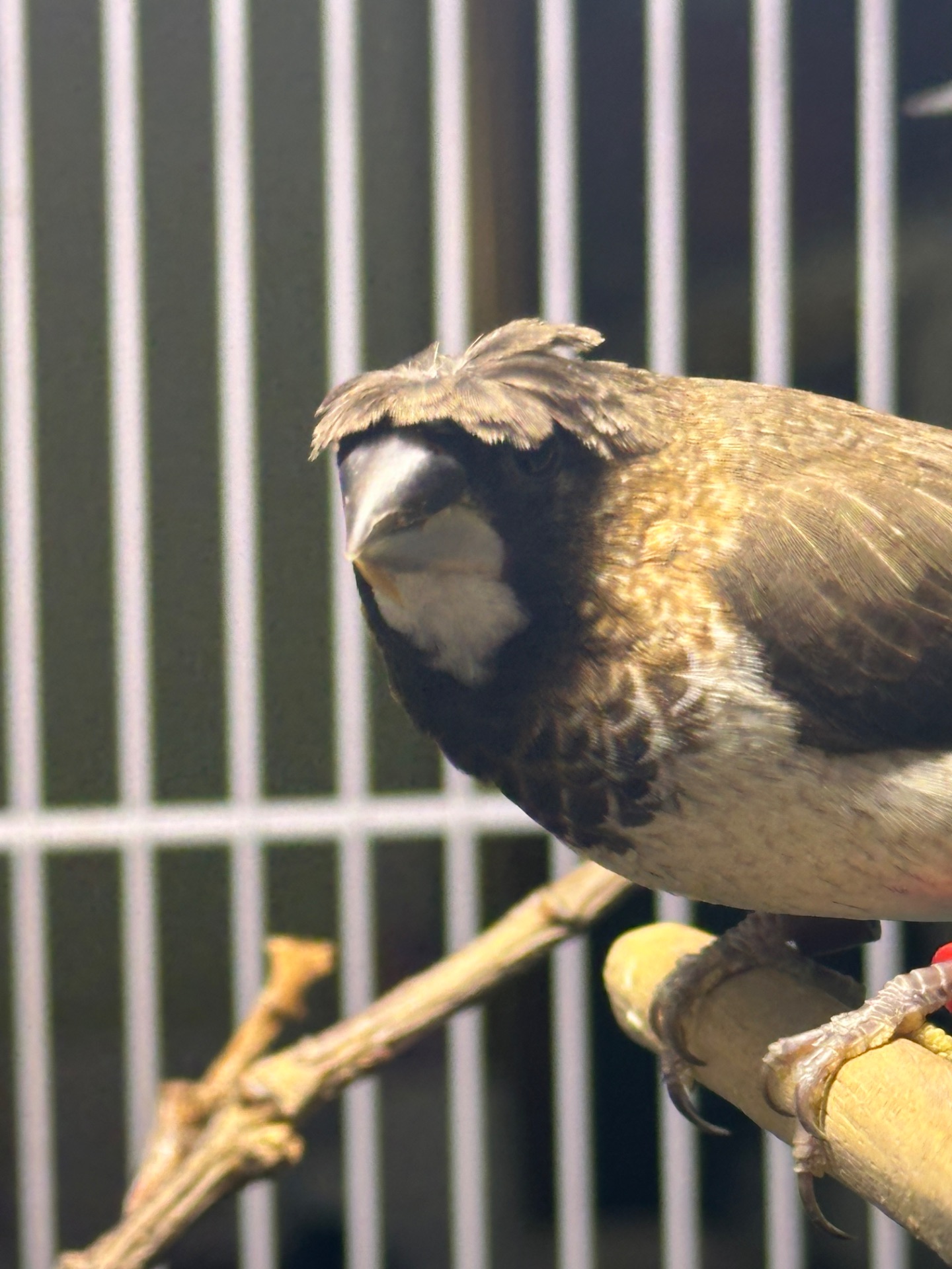 Японські амадини