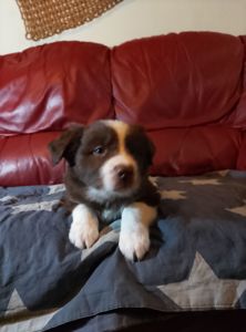 Щенки Бордер Коли