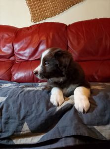 Щенки Бордер Коли