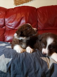 Щенки Бордер Коли