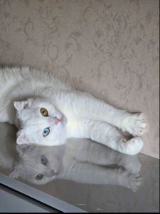 Знижка. До дня закоханих. Шотландський висловухий, прямовухий