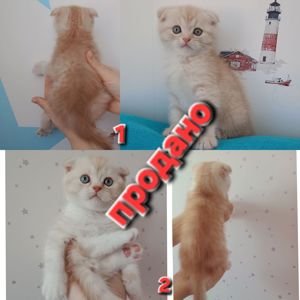 Знижка. До дня закоханих. Шотландський висловухий, прямовухий