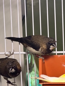 Японські амадини