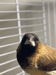 Японські амадини