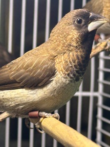 Японські амадини