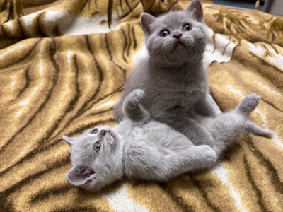 Кошенята прямовухі