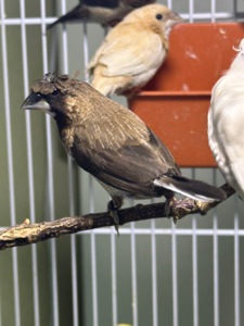 Японські амадини