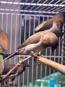 Японські амадини