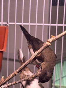 Японські амадини