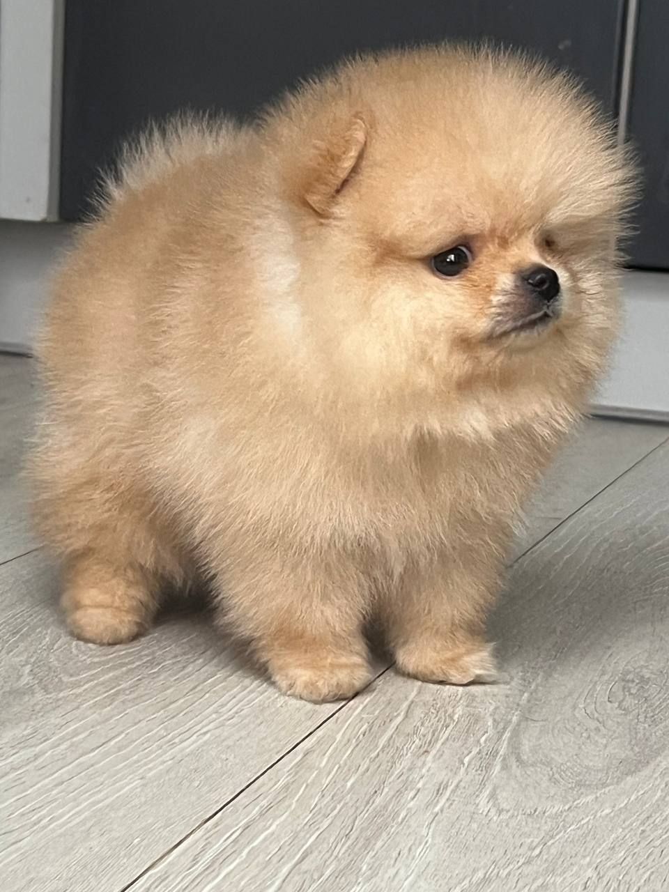 Хлопчик Померанського шпіца