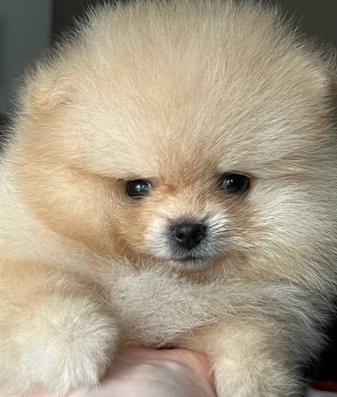 Хлопчик Померанського шпіца