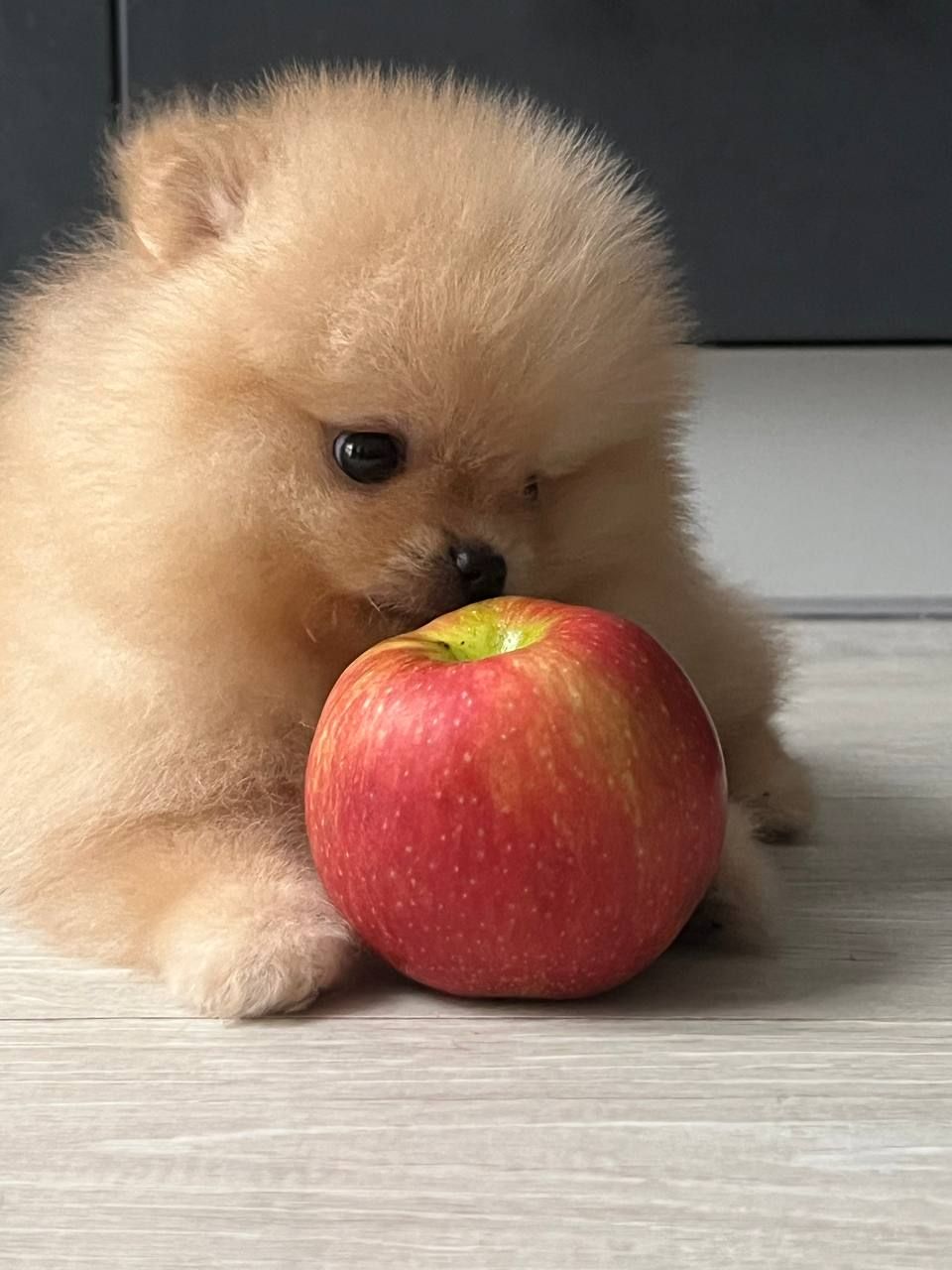 Хлопчик Померанського шпіца