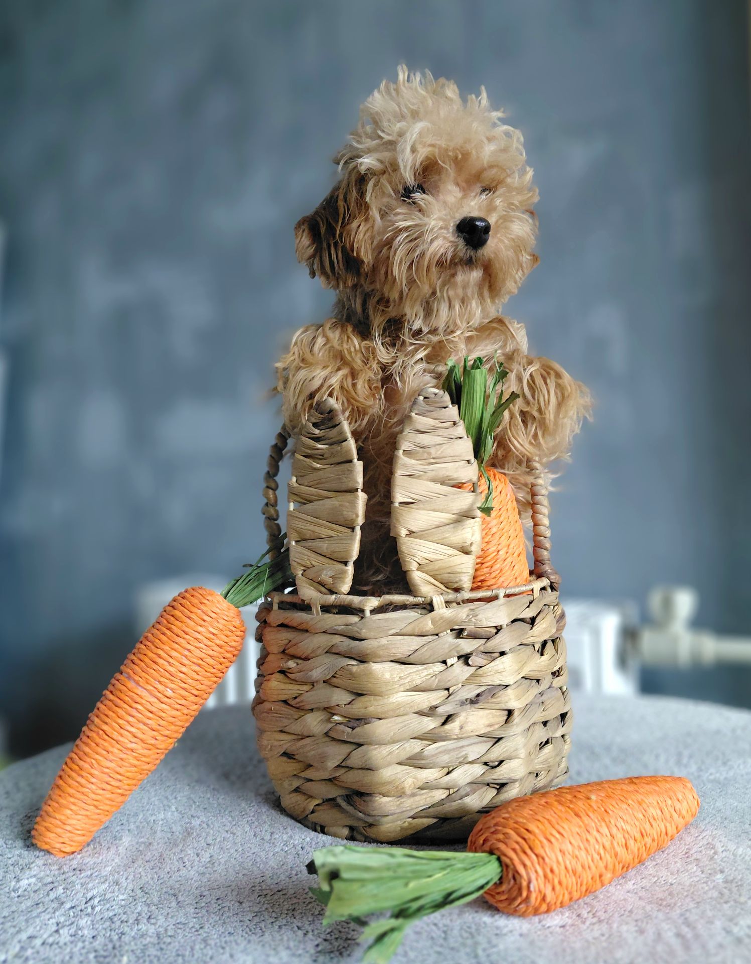 Мініатюра MalltiPoo F2