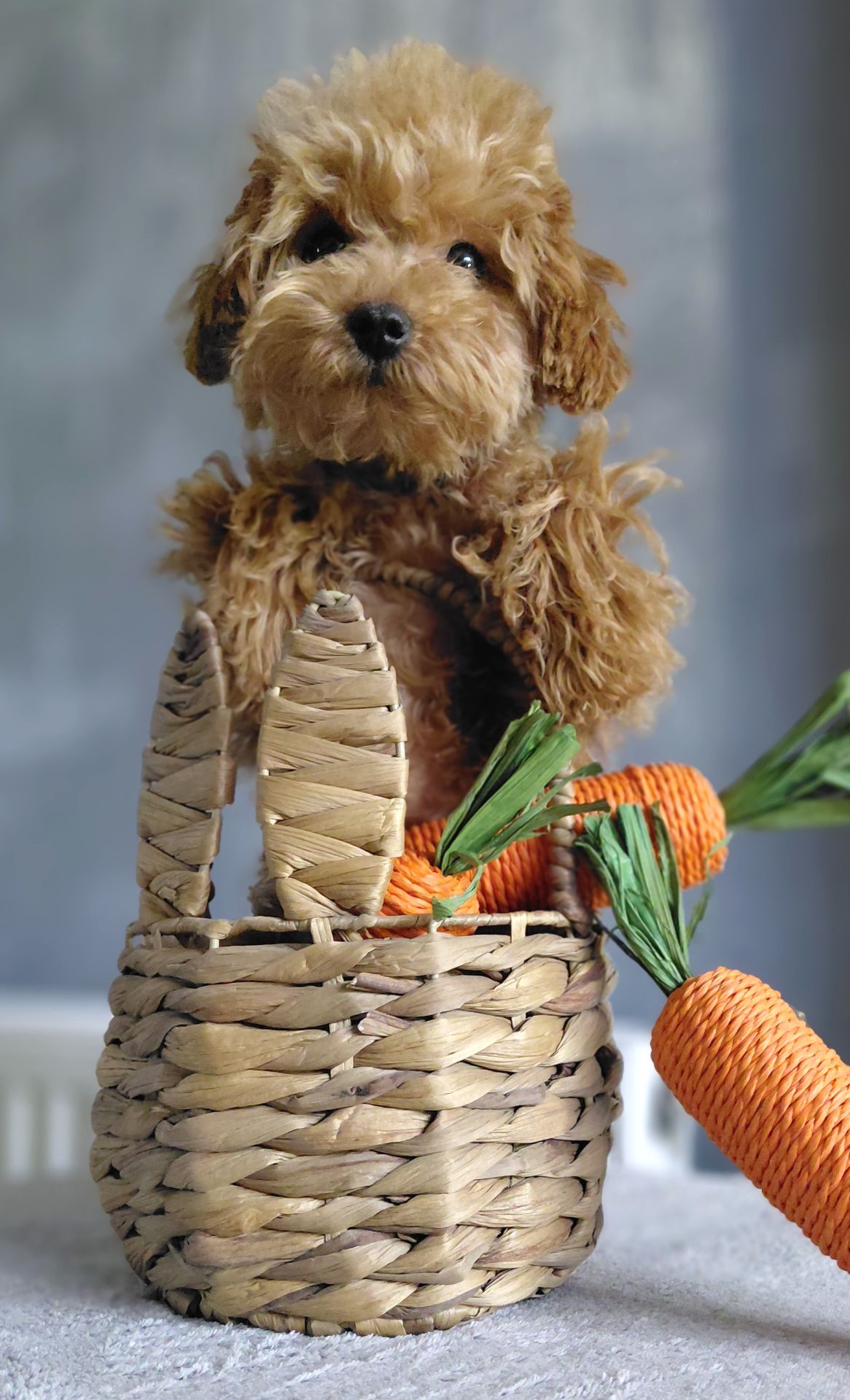 Мініатюра MalltiPoo F2