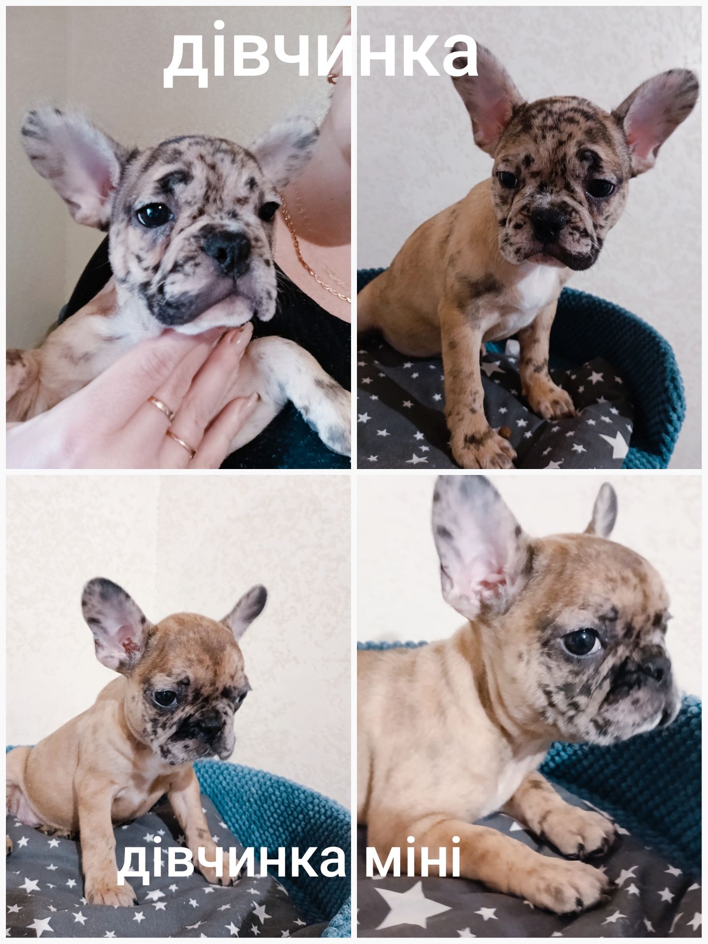 Чудові малята породи Французькі Бульдоги