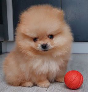 Хлопчик Померанського шпіца