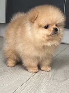 Хлопчик Померанського шпіца