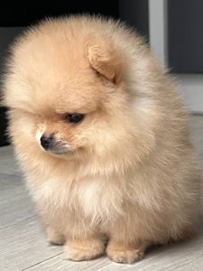 Хлопчик Померанського шпіца