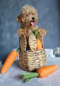 Мініатюра MalltiPoo F2