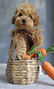 Мініатюра MalltiPoo F2