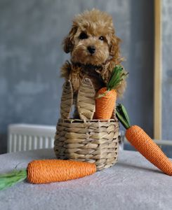 Мініатюра MalltiPoo F2