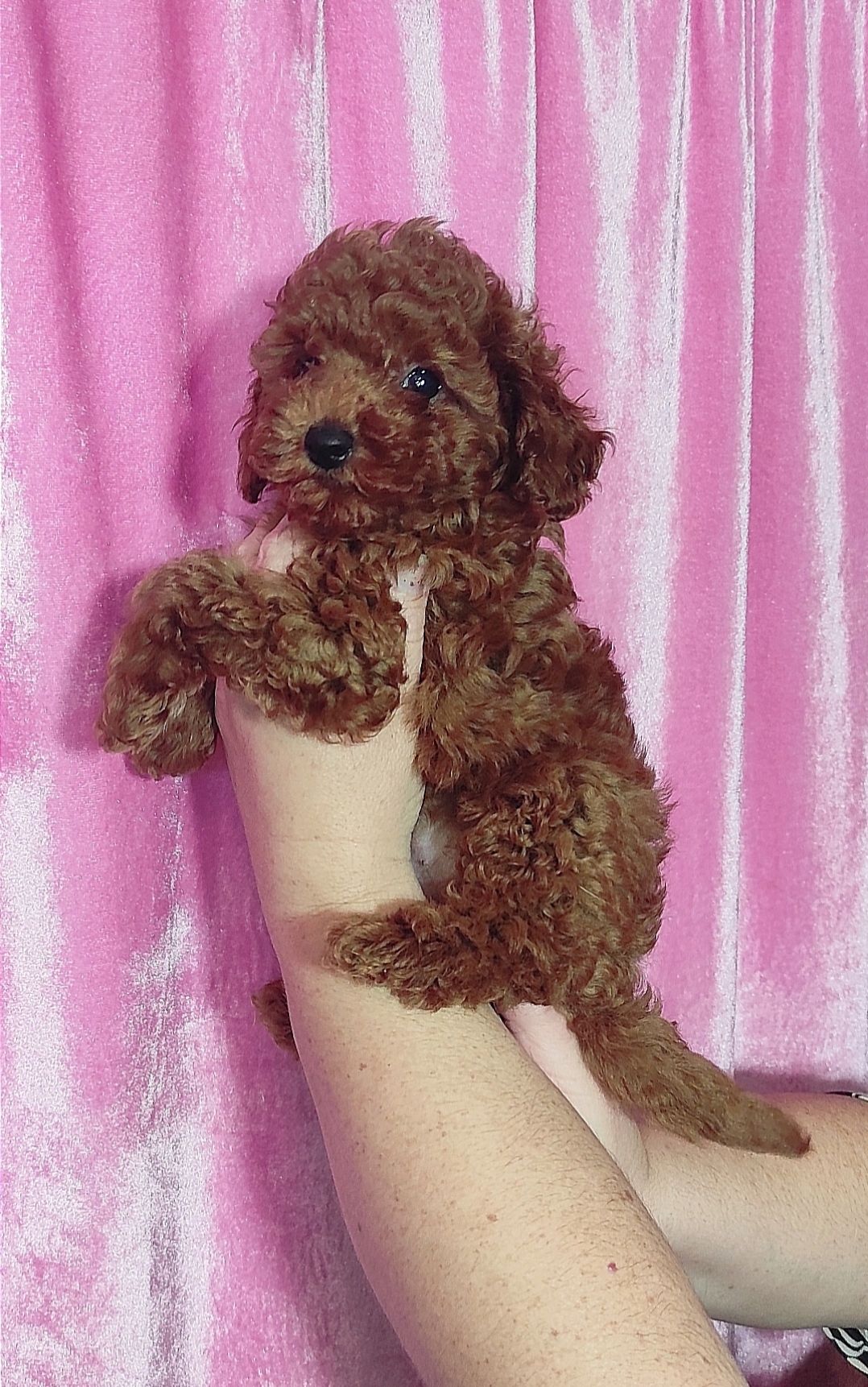 Краща дівчинка у посліді Джек Рассел тер'єр з документами клубу КСУ