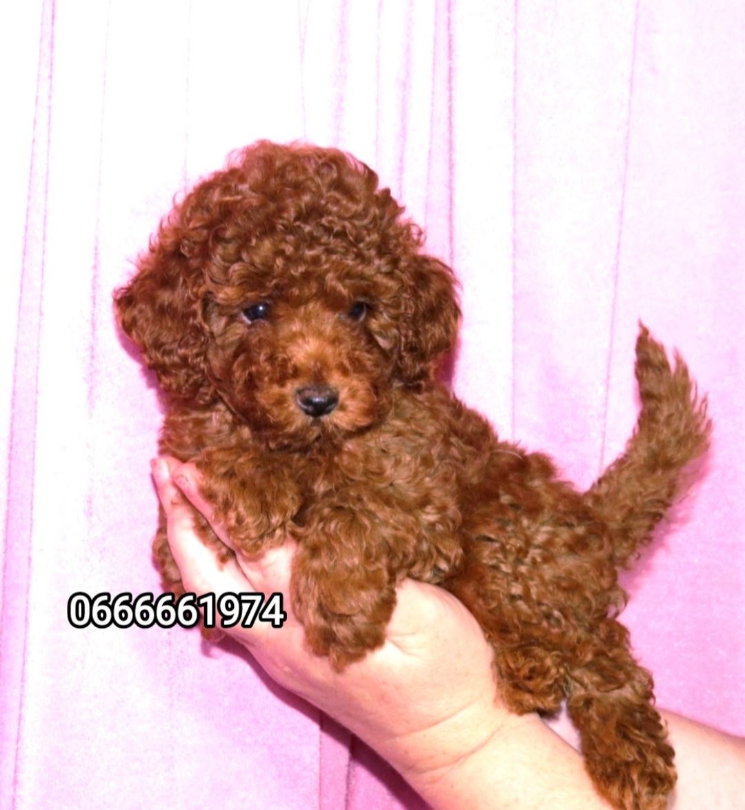 Краща дівчинка у посліді Джек Рассел тер'єр з документами клубу КСУ