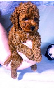 Краща дівчинка у посліді Джек Рассел тер'єр з документами клубу КСУ