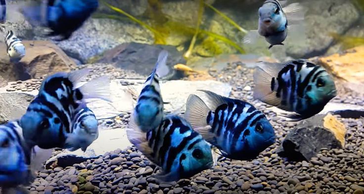 Сапфірові папуги