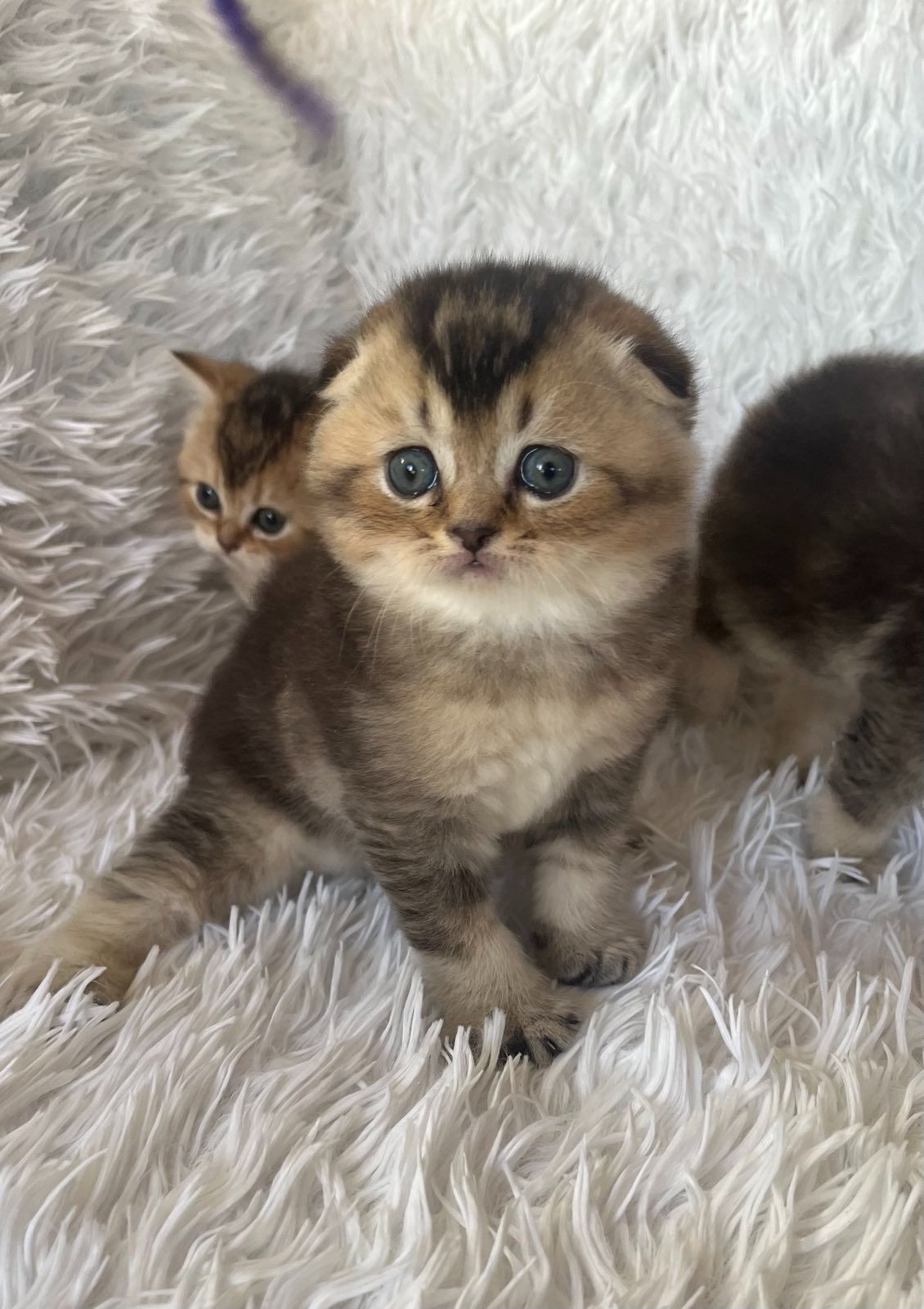 Плюшеві кошенята