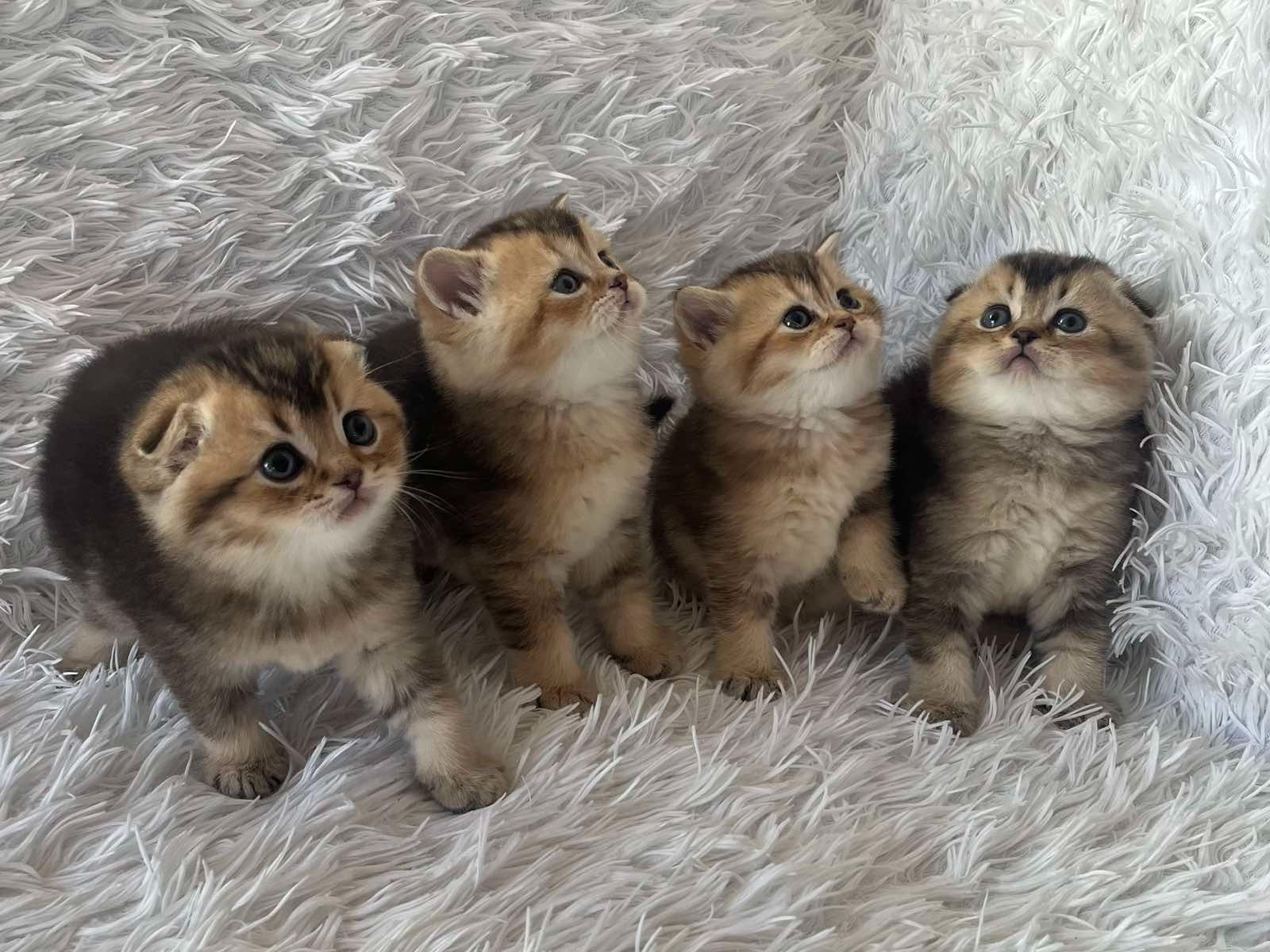 Плюшеві кошенята