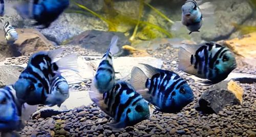 Сапфірові папуги