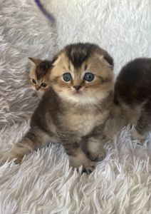 Плюшеві кошенята