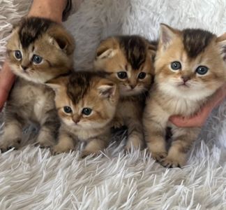 Плюшеві кошенята