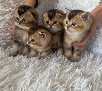 Плюшеві кошенята