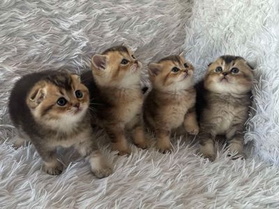 Плюшеві кошенята