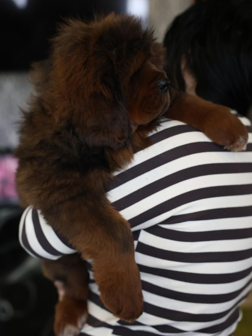 Щенки Тибетского Мастифа