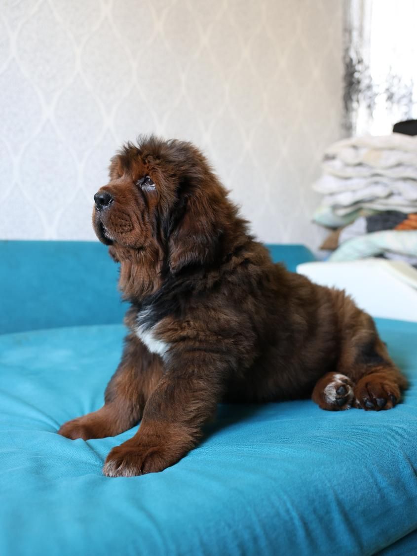 Щенки Тибетского Мастифа