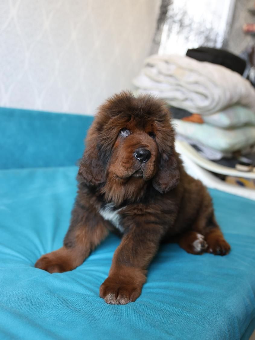 Щенки Тибетского Мастифа