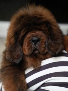 Щенки Тибетского Мастифа