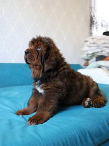 Щенки Тибетского Мастифа