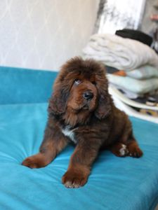 Щенки Тибетского Мастифа